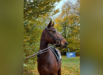 Hannoveraan, Merrie, 3 Jaar, 165 cm, Bruin