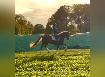 Hannoveraan, Merrie, 3 Jaar, 165 cm, Donkere-vos