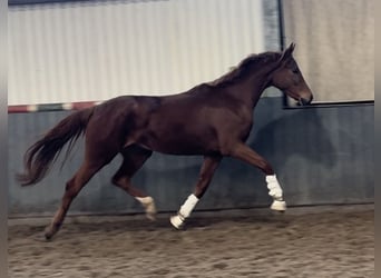 Hannoveraan, Merrie, 3 Jaar, 165 cm, Vos