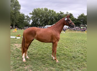 Hannoveraan, Merrie, 3 Jaar, 165 cm, Vos