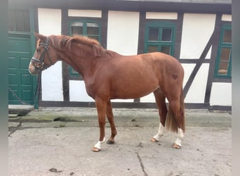 Hannoveraan, Merrie, 3 Jaar, 165 cm, Vos