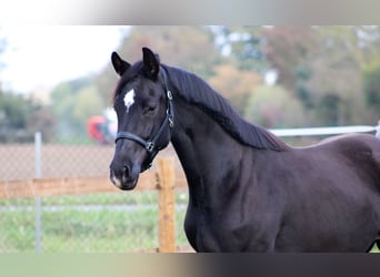 Hannoveraan, Merrie, 3 Jaar, 165 cm, Zwart
