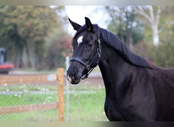 Hannoveraan, Merrie, 3 Jaar, 165 cm, Zwart