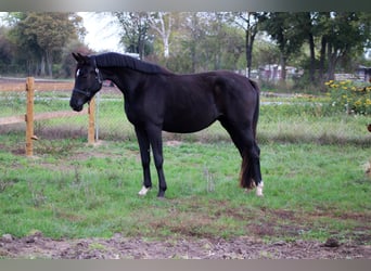 Hannoveraan, Merrie, 3 Jaar, 165 cm, Zwart