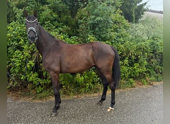Hannoveraan, Merrie, 3 Jaar, 165 cm, Zwart