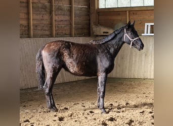 Hannoveraan, Merrie, 3 Jaar, 165 cm, Zwart