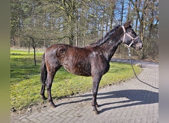 Hannoveraan, Merrie, 3 Jaar, 165 cm, Zwart