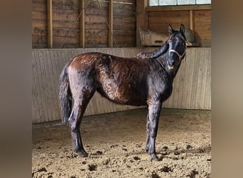 Hannoveraan, Merrie, 3 Jaar, 165 cm, Zwart