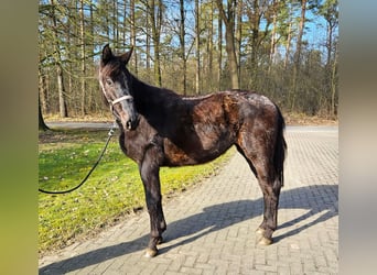 Hannoveraan, Merrie, 3 Jaar, 165 cm, Zwart