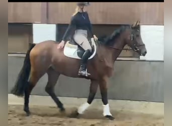 Hannoveraan, Merrie, 3 Jaar, 166 cm, Bruin
