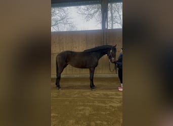 Hannoveraan, Merrie, 3 Jaar, 166 cm, Bruin