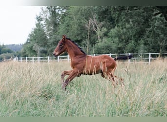 Hannoveraan, Merrie, 3 Jaar, 166 cm, Bruin