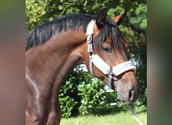 Hannoveraan, Merrie, 3 Jaar, 166 cm, Bruin
