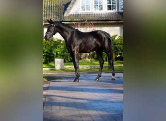 Hannoveraan, Merrie, 3 Jaar, 166 cm, Zwart