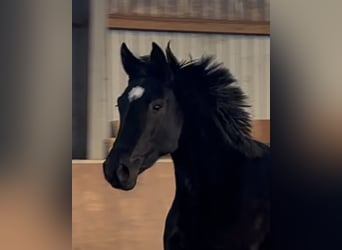 Hannoveraan, Merrie, 3 Jaar, 166 cm, Zwart