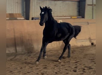 Hannoveraan, Merrie, 3 Jaar, 166 cm, Zwart