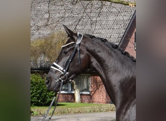 Hannoveraan, Merrie, 3 Jaar, 166 cm, Zwart