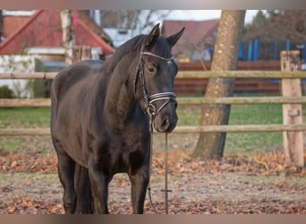 Hannoveraan, Merrie, 3 Jaar, 166 cm, Zwart