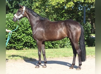Hannoveraan, Merrie, 3 Jaar, 166 cm, Zwart