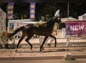 Hannoveraan, Merrie, 3 Jaar, 166 cm, Zwartbruin