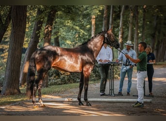 Hannoveraan, Merrie, 3 Jaar, 166 cm, Zwartbruin