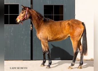 Hannoveraan, Merrie, 3 Jaar, 167 cm, Bruin
