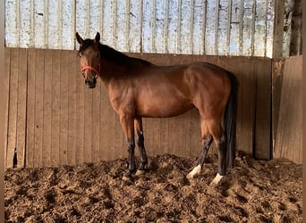 Hannoveraan, Merrie, 3 Jaar, 167 cm, Bruin