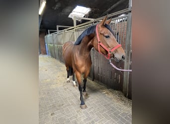 Hannoveraan, Merrie, 3 Jaar, 167 cm, Bruin