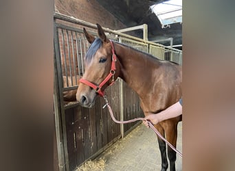Hannoveraan, Merrie, 3 Jaar, 167 cm, Bruin