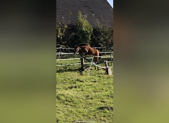 Hannoveraan, Merrie, 3 Jaar, 167 cm, Bruin