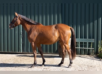 Hannoveraan, Merrie, 3 Jaar, 167 cm, Bruin
