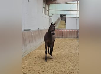 Hannoveraan, Merrie, 3 Jaar, 167 cm, Donkerbruin