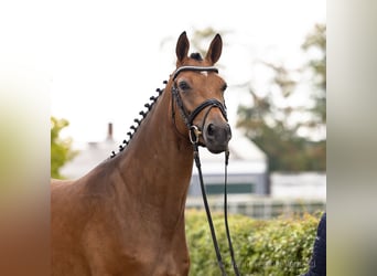 Hannoveraan, Merrie, 3 Jaar, 167 cm, Donkerbruin