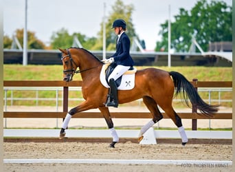 Hannoveraan, Merrie, 3 Jaar, 167 cm, Donkerbruin