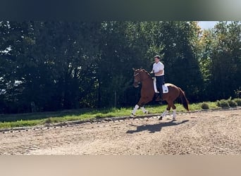 Hannoveraan, Merrie, 3 Jaar, 167 cm, Vos