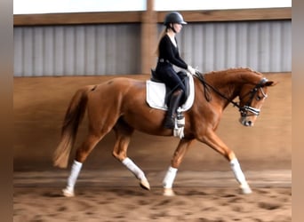 Hannoveraan, Merrie, 3 Jaar, 167 cm, Vos