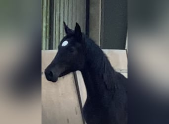 Hannoveraan, Merrie, 3 Jaar, 167 cm, Zwart