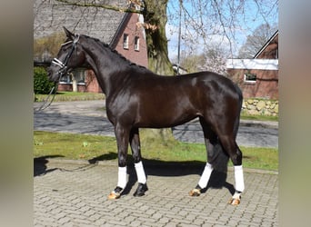 Hannoveraan, Merrie, 3 Jaar, 167 cm, Zwart