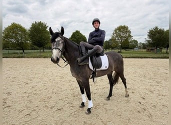 Hannoveraan, Merrie, 3 Jaar, 167 cm, Zwartschimmel