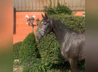 Hannoveraan, Merrie, 3 Jaar, 167 cm, Zwartschimmel