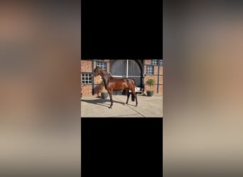 Hannoveraan, Merrie, 3 Jaar, 168 cm, Bruin