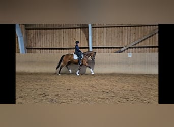 Hannoveraan, Merrie, 3 Jaar, 168 cm, Bruin