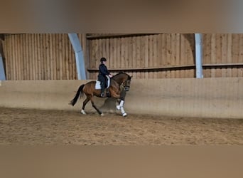 Hannoveraan, Merrie, 3 Jaar, 168 cm, Bruin