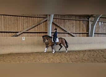 Hannoveraan, Merrie, 3 Jaar, 168 cm, Bruin