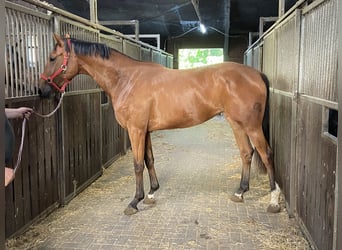 Hannoveraan, Merrie, 3 Jaar, 168 cm, Bruin