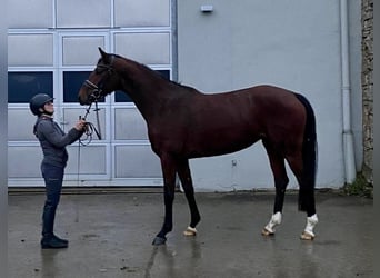 Hannoveraan, Merrie, 3 Jaar, 168 cm, Bruin