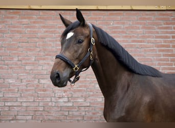 Hannoveraan, Merrie, 3 Jaar, 168 cm, Donkerbruin