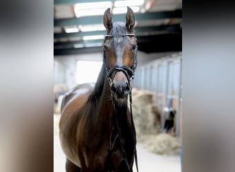 Hannoveraan, Merrie, 3 Jaar, 168 cm, Donkerbruin