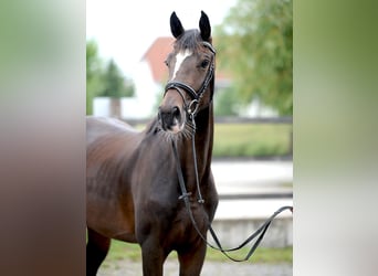 Hannoveraan, Merrie, 3 Jaar, 168 cm, Donkerbruin