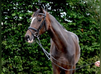 Hannoveraan, Merrie, 3 Jaar, 168 cm, Donkerbruin